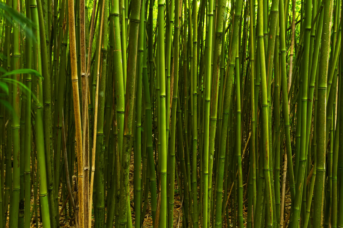 Hana-Bamboo-Maui-Hawaii.jpg