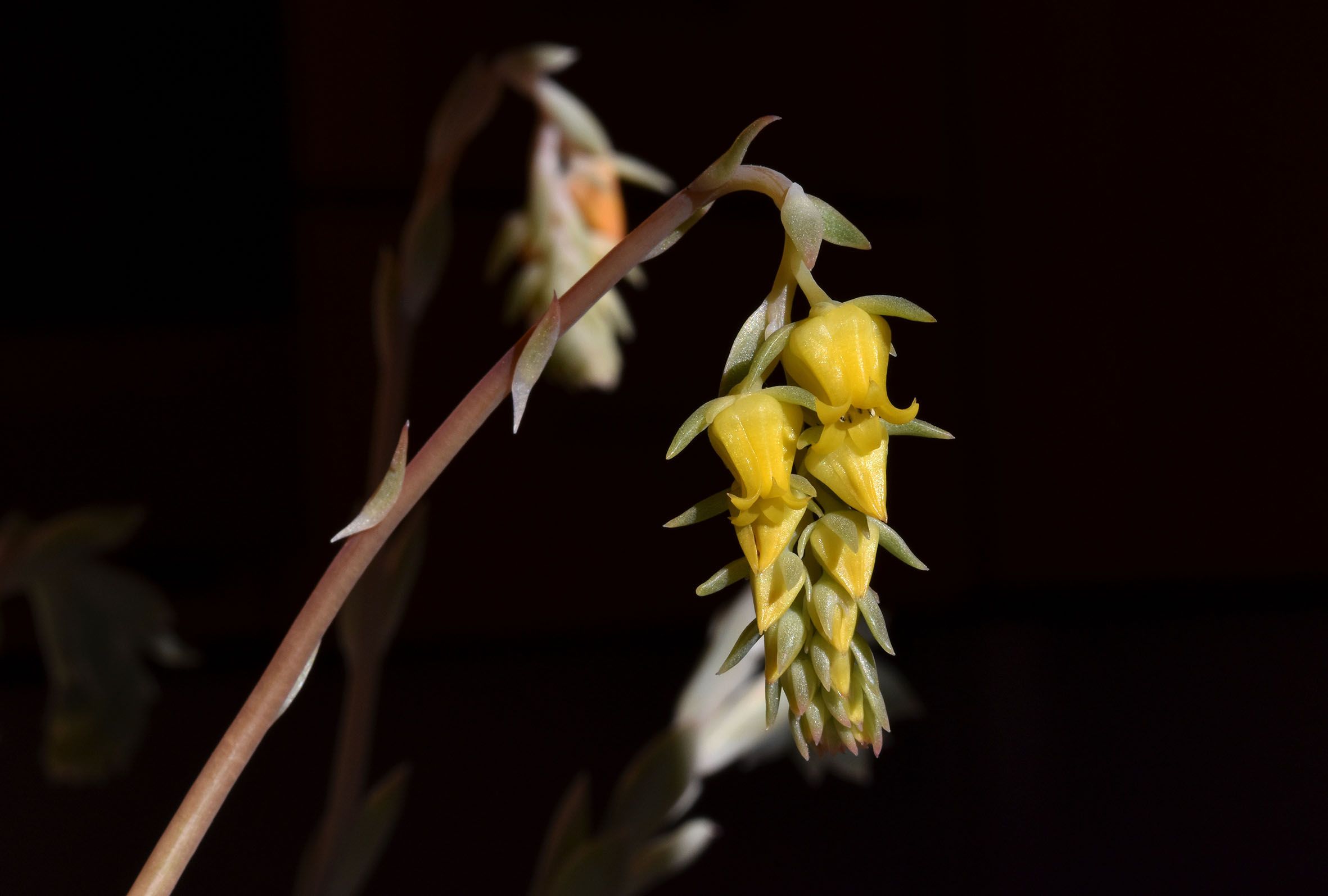 Echeveria pulidonis yellow flower 2.jpg