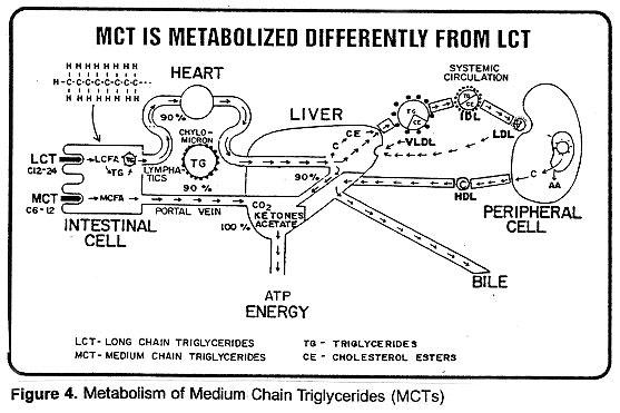 Metabolism_of_MCT_grande.jpg