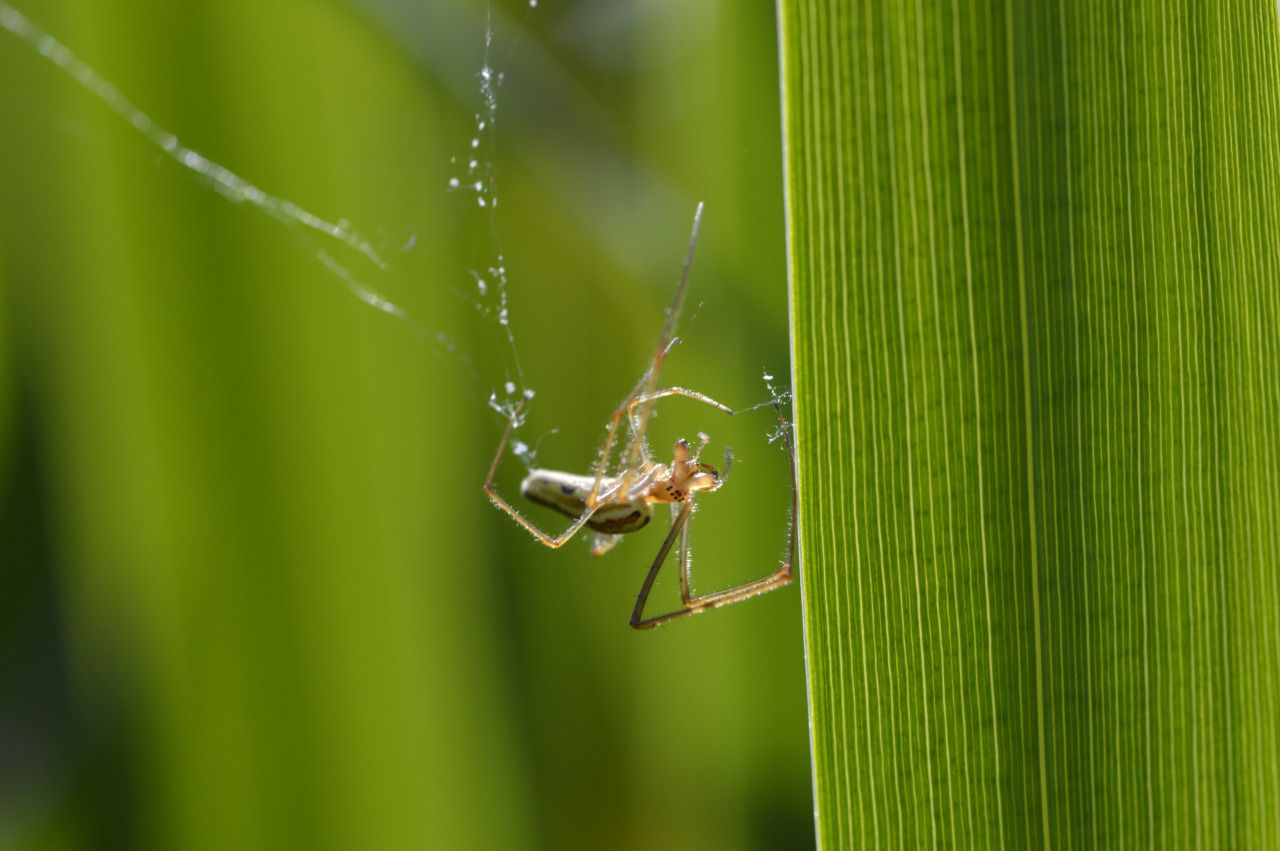 121030479711 - spider eating its own tatty web in the late.jpg