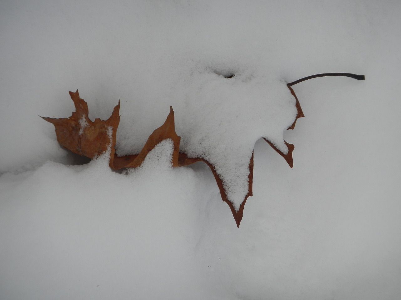 snow leaf.jpg