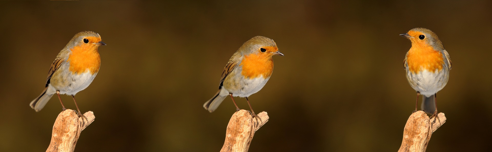 robin-2900029_1920.jpg