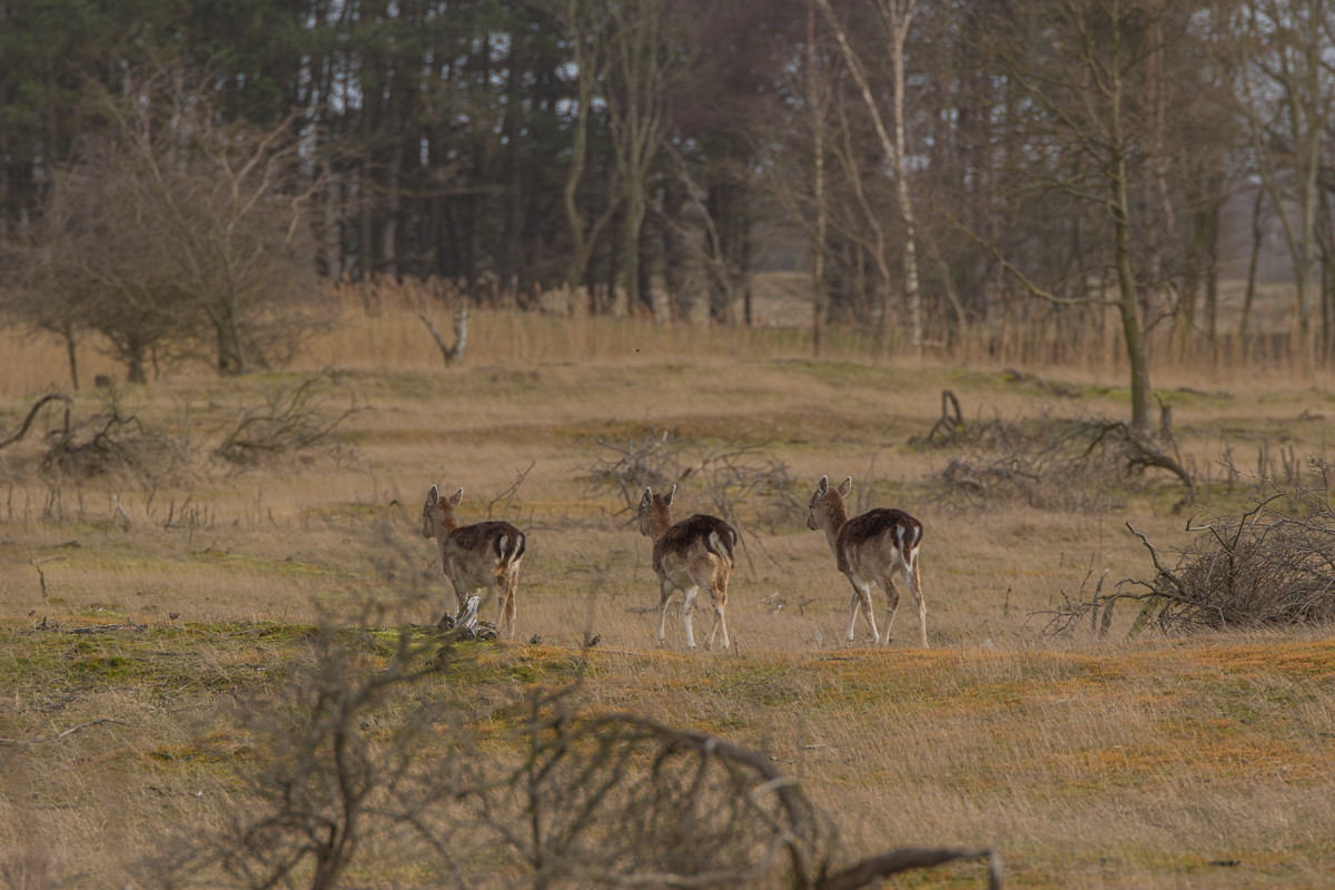 amsterdamse-waterleidingsduinen-4.jpg