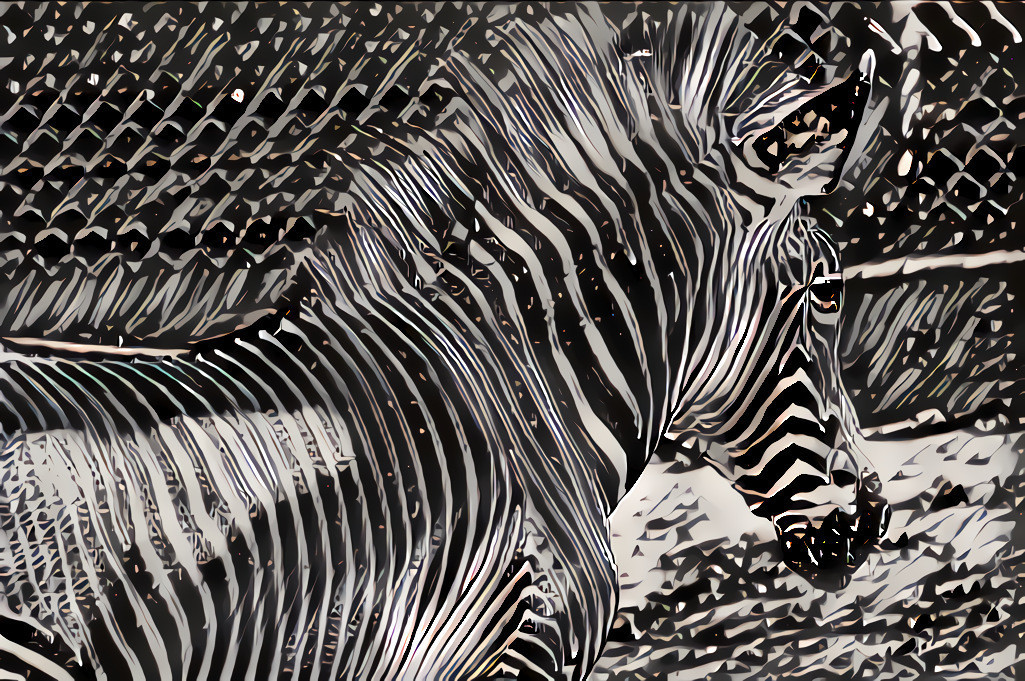 zebra4.jpg