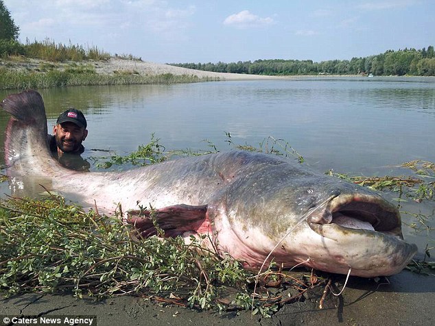 biggest-fish-in-the-world.jpg