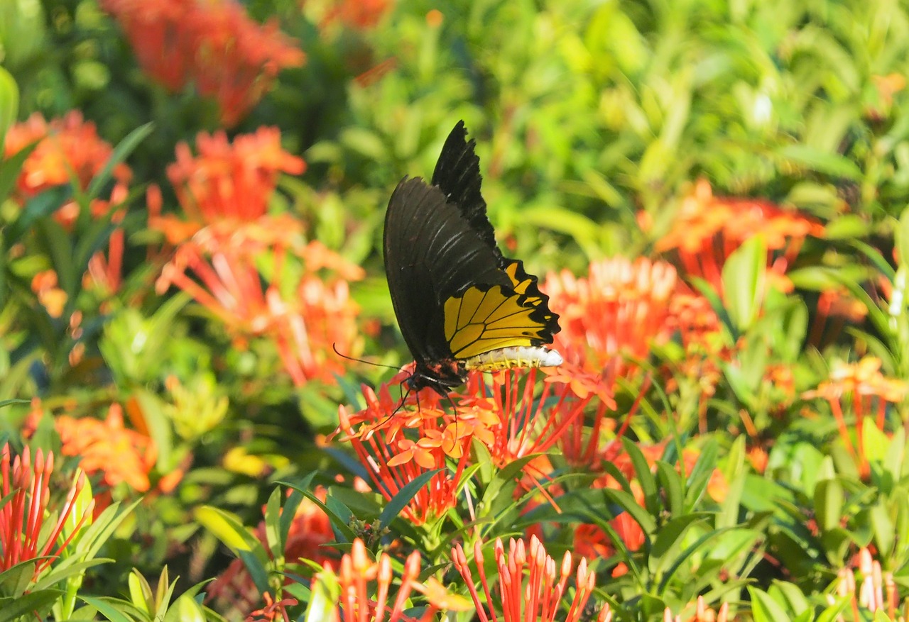 nature-3182642_1280.jpg