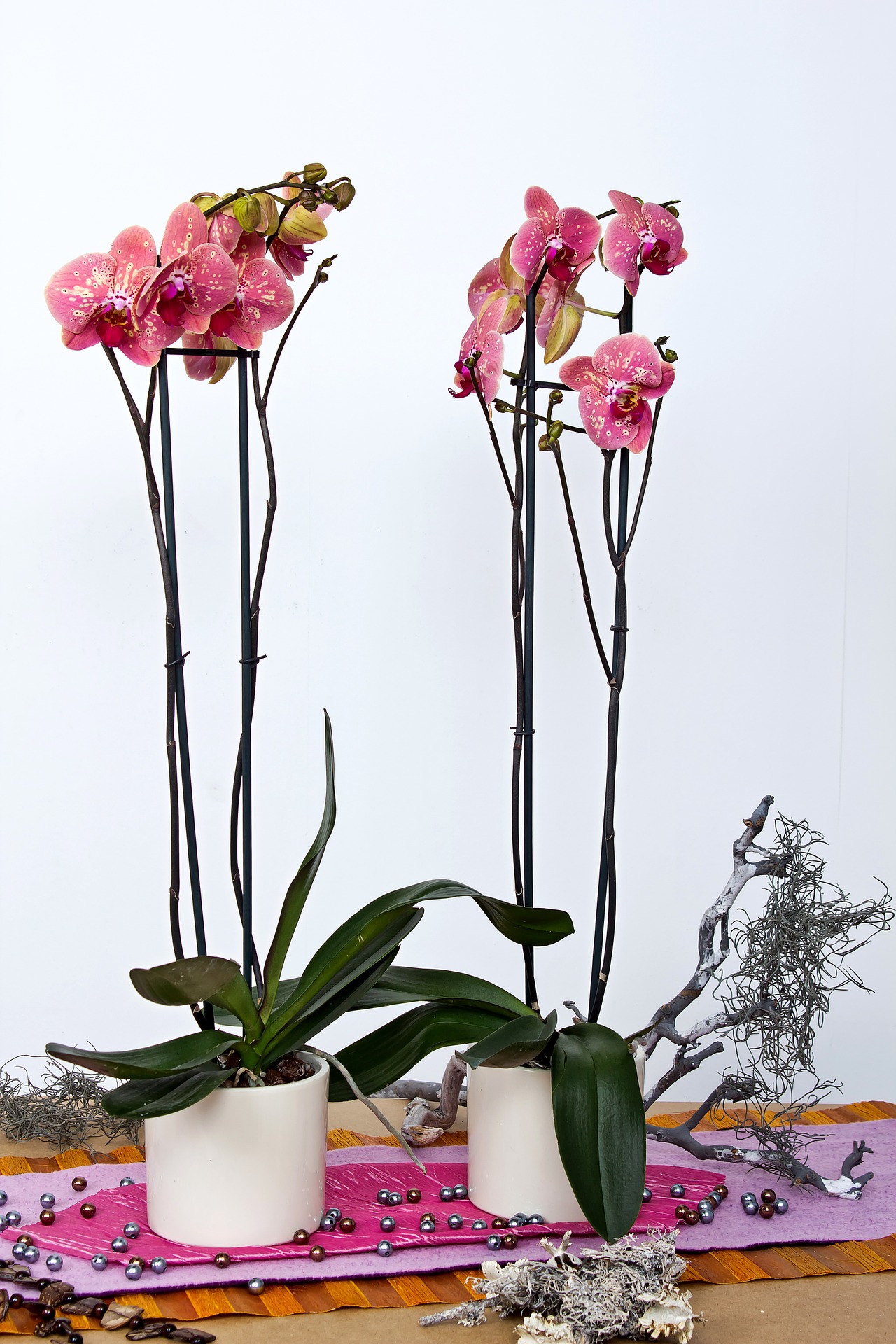 orchids-595240_1920.jpg