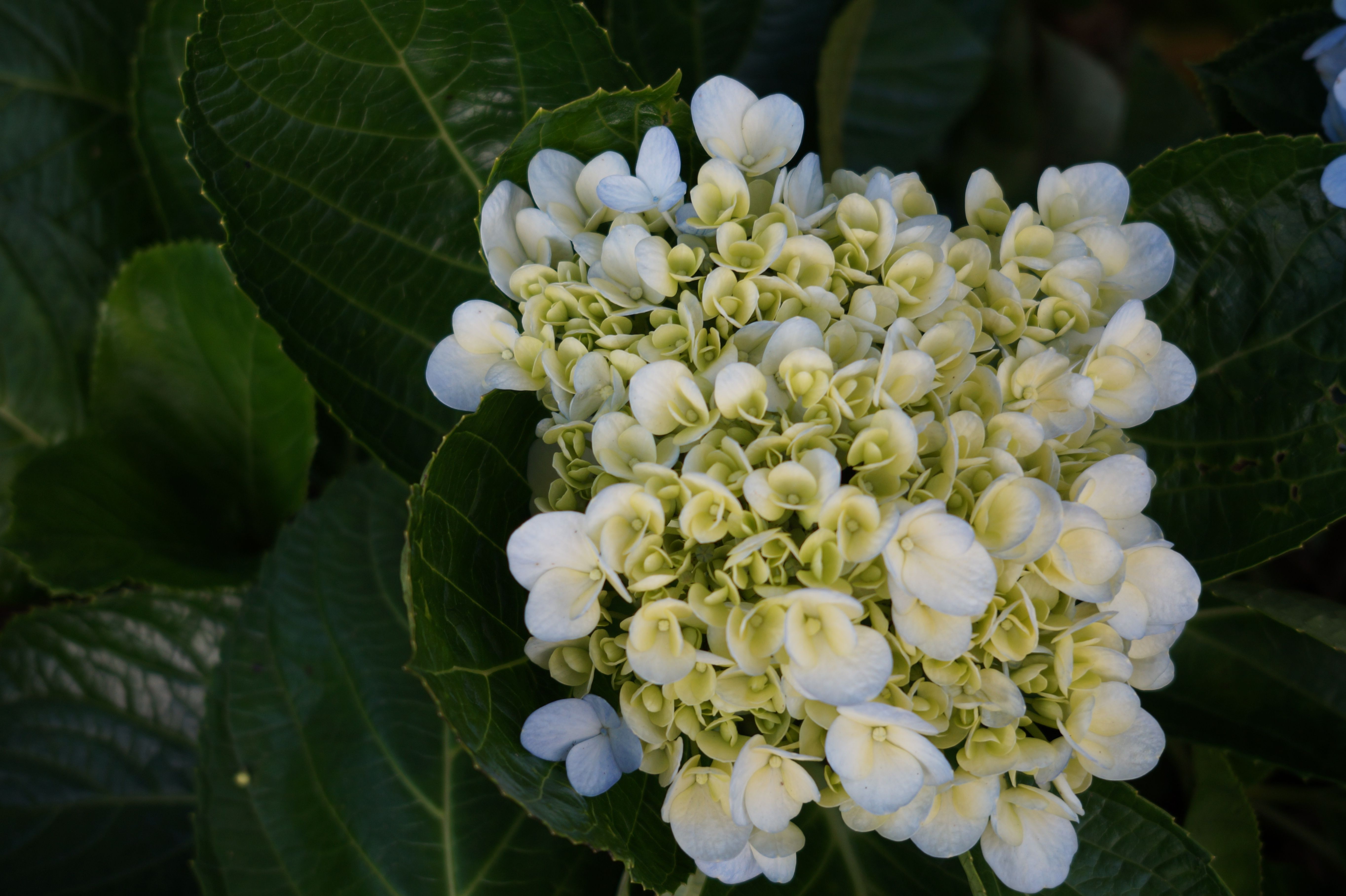 Hydrangea.JPG