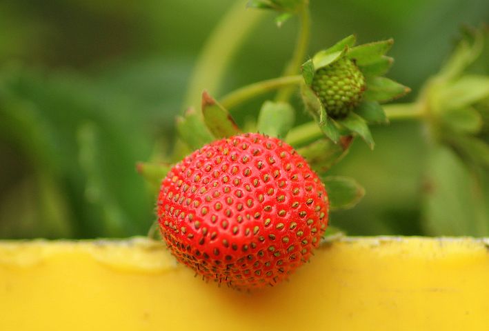 strawberry-3392690__480.jpg