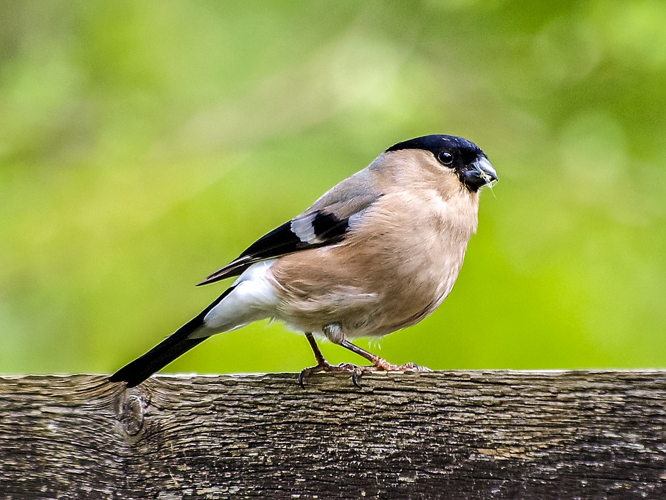 bullfinch-bullfinch-2395731_960_720.jpg