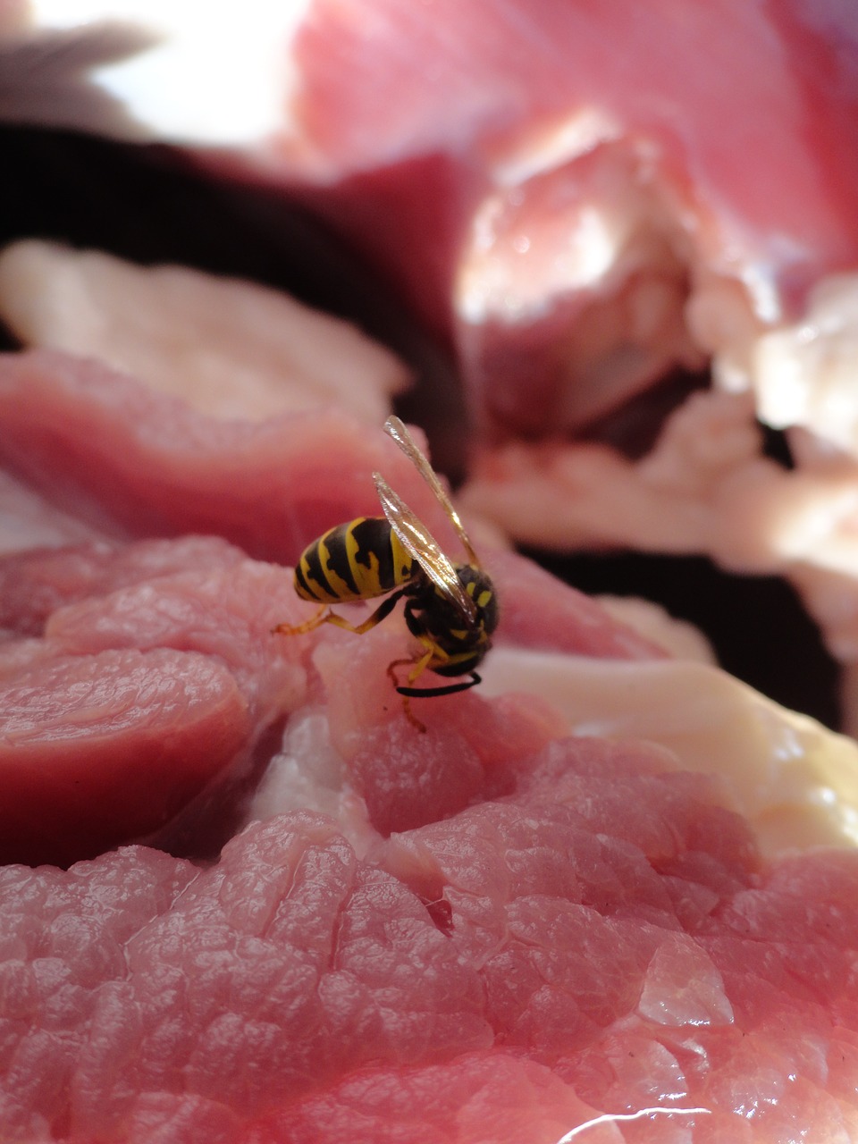 wasp-818582_1280.jpg