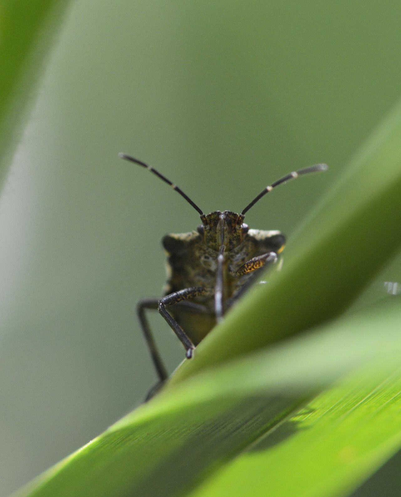 122773730636 - peaceful pentatomoidea rufipes red legged shield_1.jpg