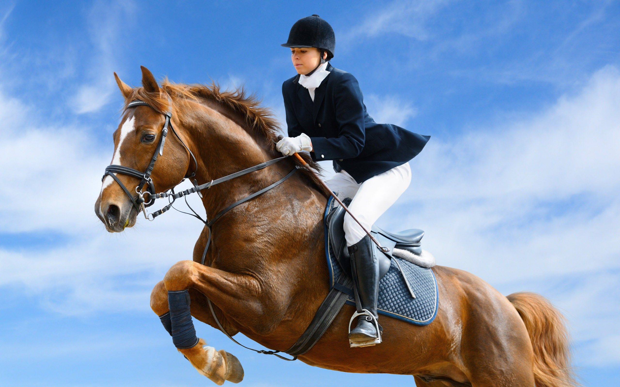 Beautiful-Horse-and-Jockey-Wallpaper-HD-Widescreen.jpg