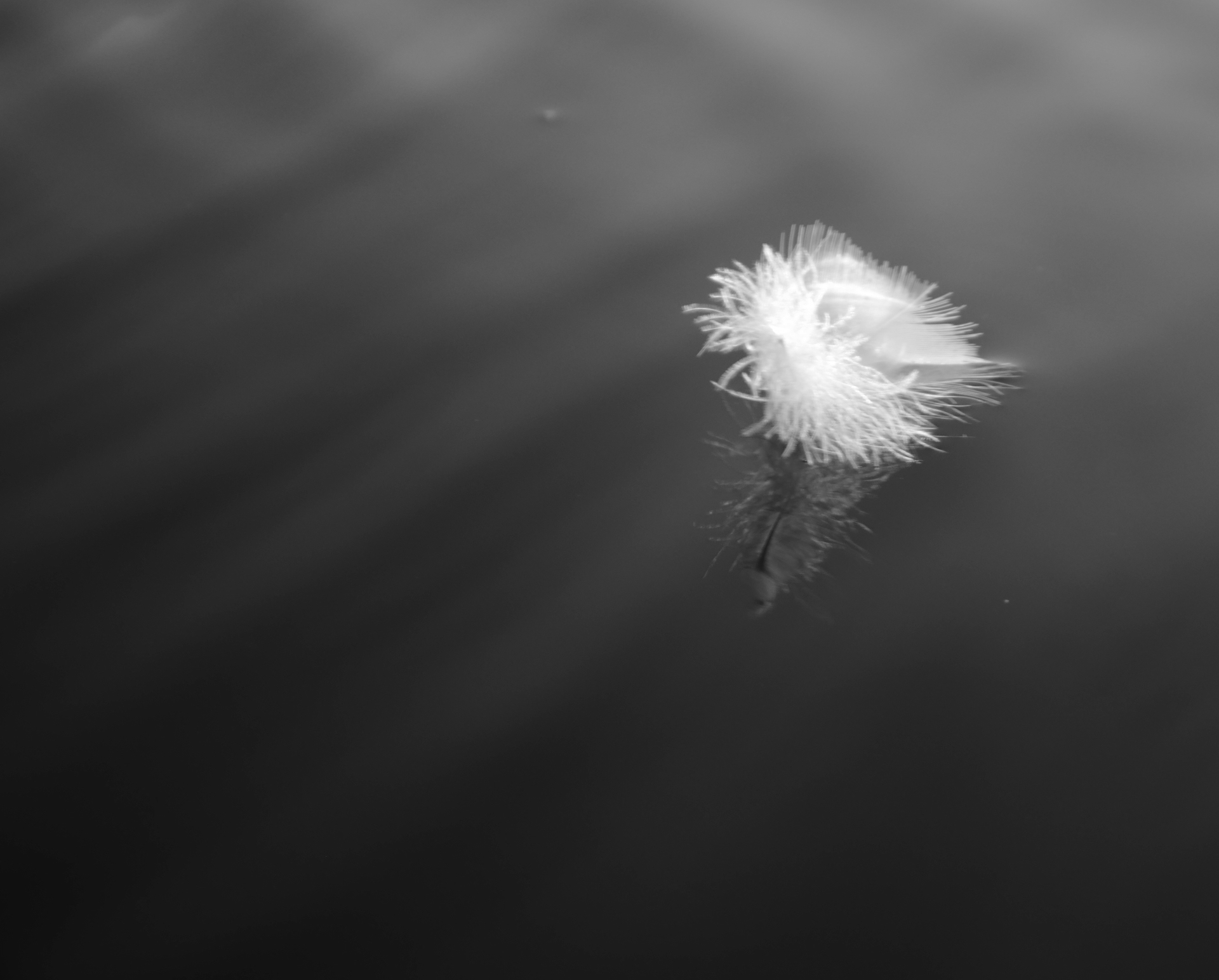 Feather_On_Water__MONO__PS__P1100251.jpg