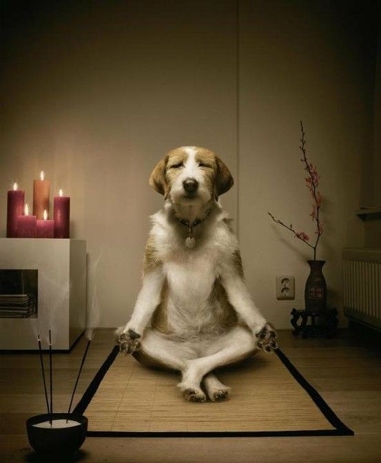 8dfab5c99db69f8440c14457ed8634be--yoga-dog-dog-doing-yoga.jpg