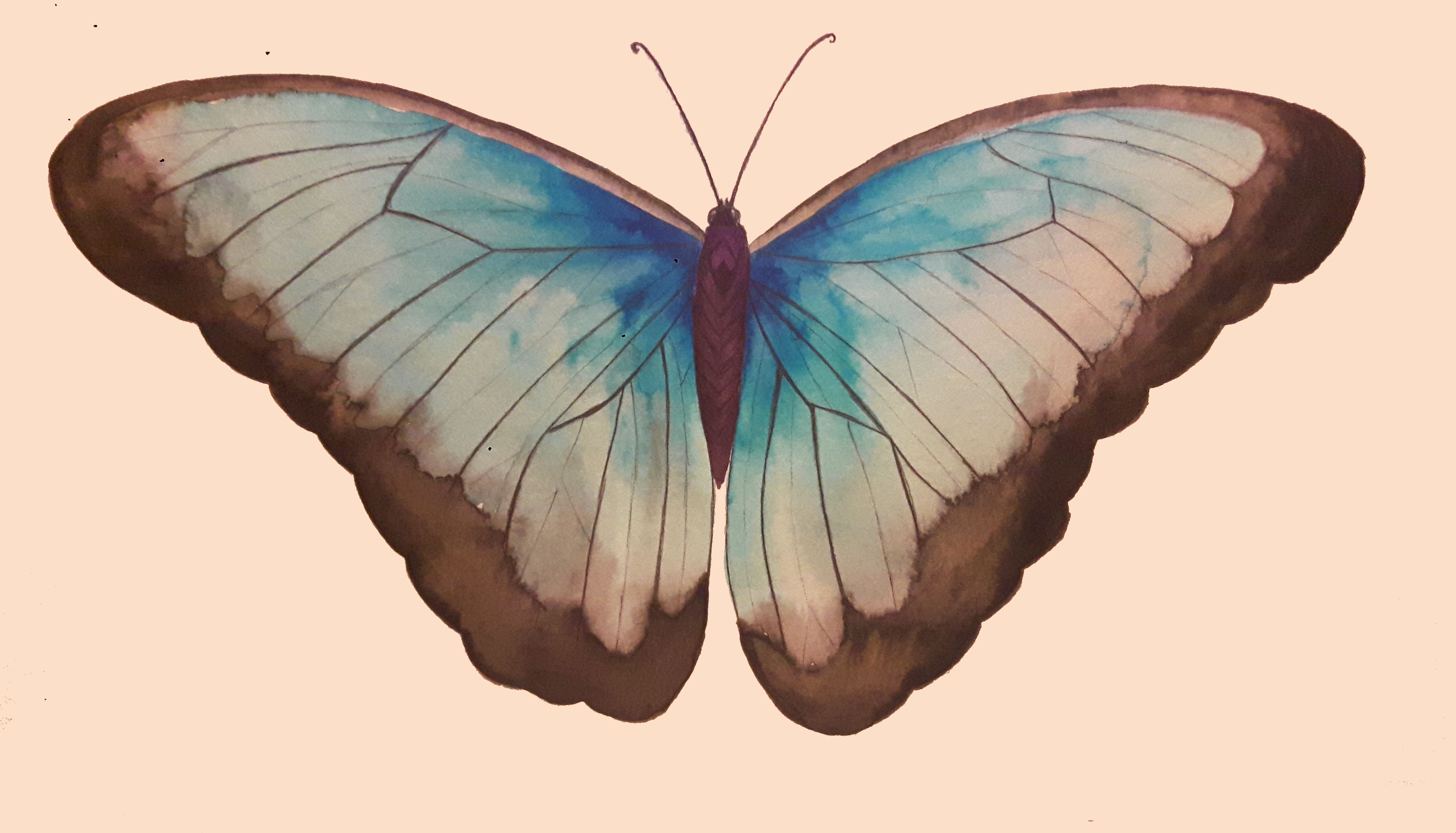 schmetterling.png