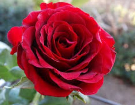 I Love Rose Flower What Your Best Flower Steemit