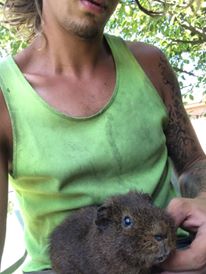guinea pig.jpg