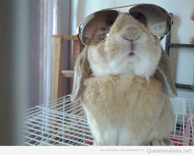 conejo-gracioso-gafas-sol-ray-ban.jpg