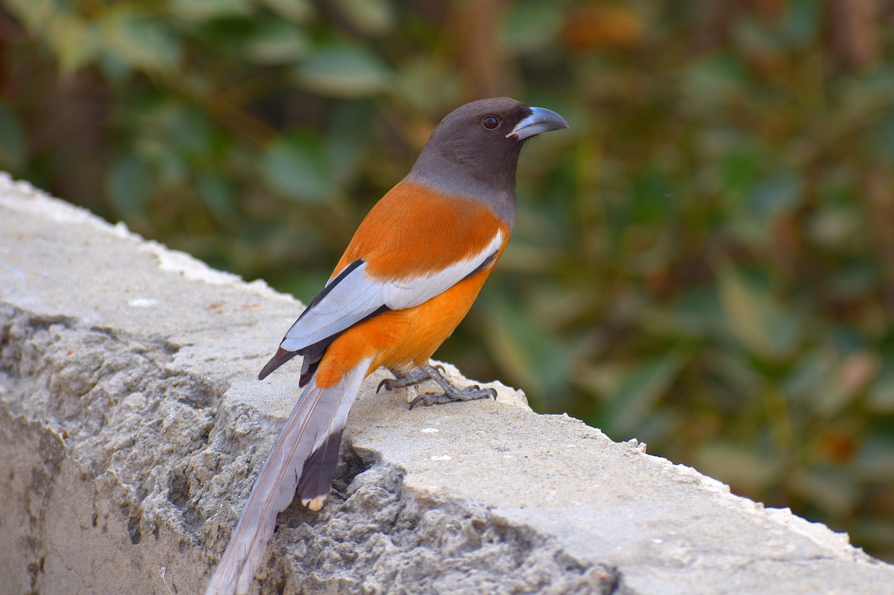 common-chaffinch-2905234_1280.jpg