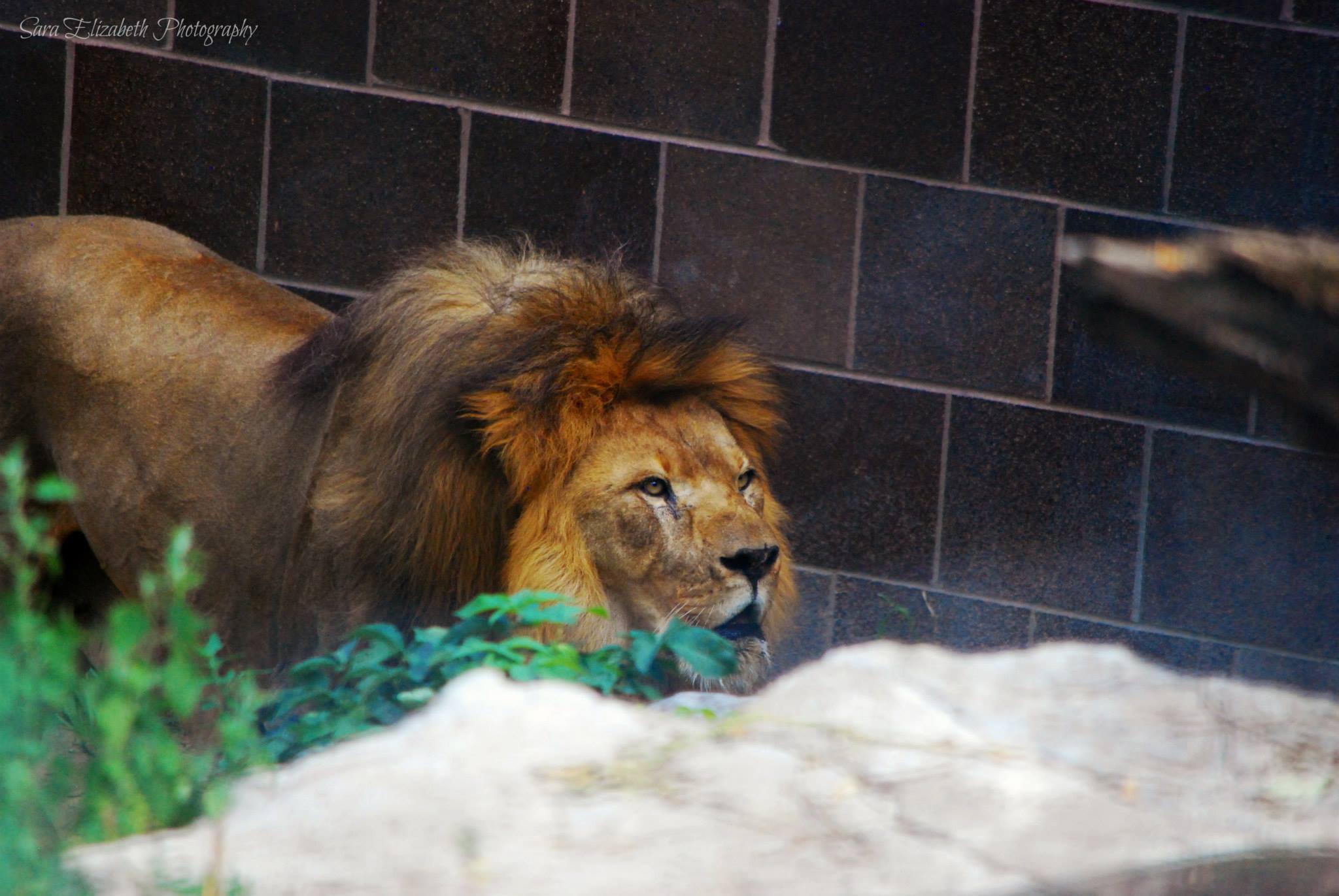 omaha zoo lion 2.jpg