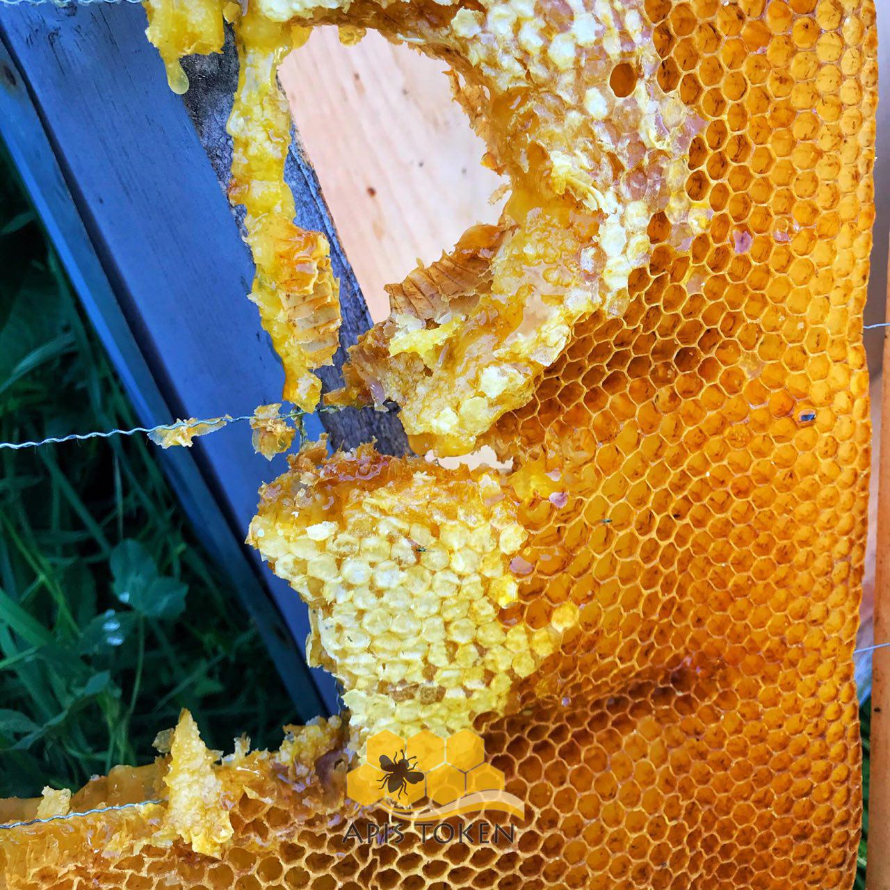 How cool it would be to adopt a BEE HIVE of your own and get your own pure  natural honey? APIS Token supported by real asset on Wavesplatform — Steemit