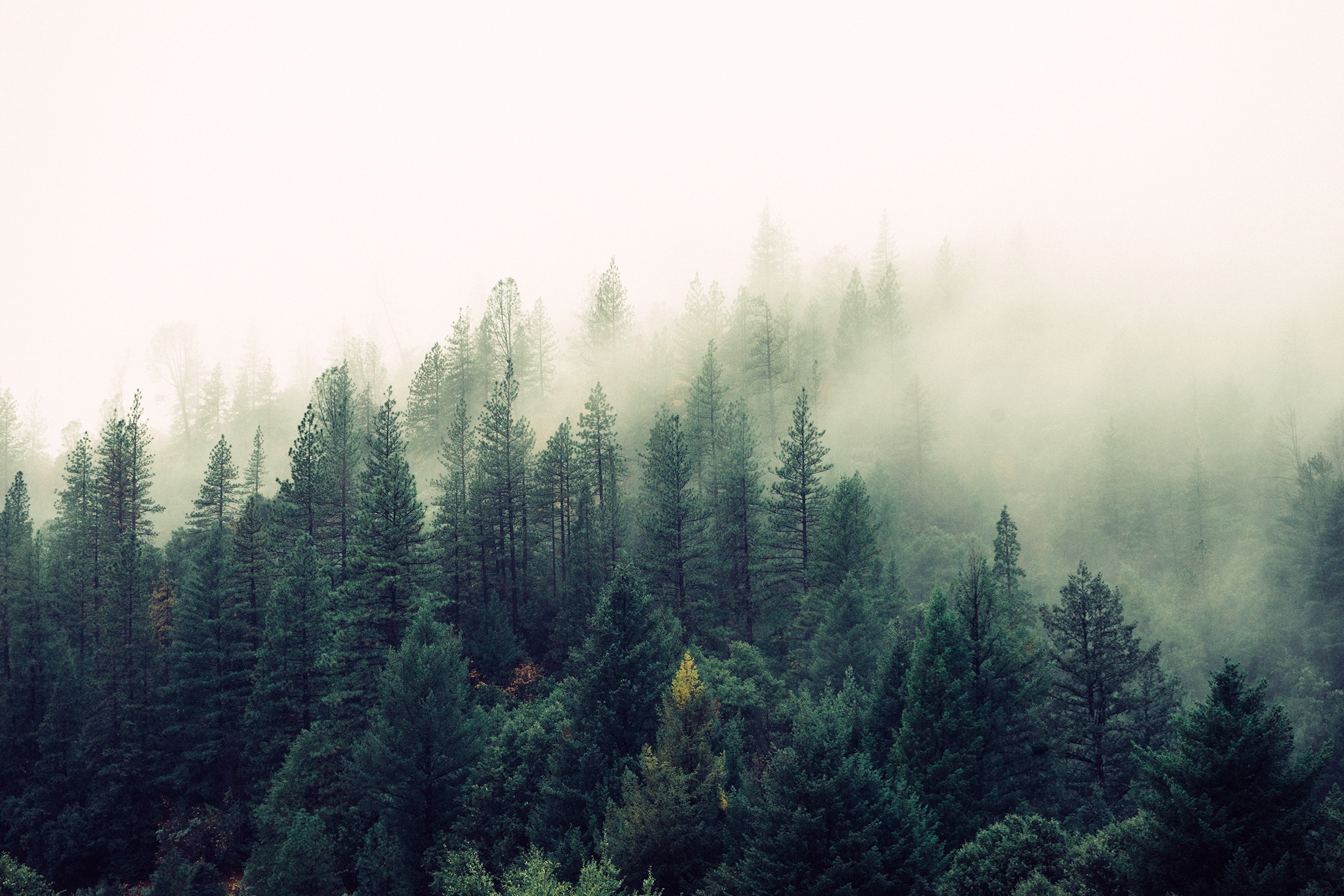 -trees-fog.jpeg