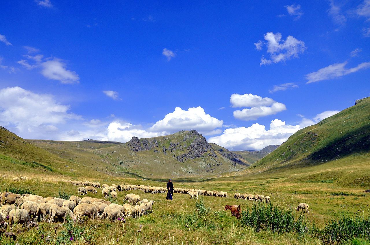 Sheep,_Shar_mountain,_southern_Kosovo.jpg