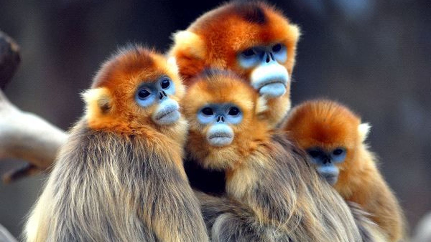 jiuzhaigou-valley golden monkey.jpg