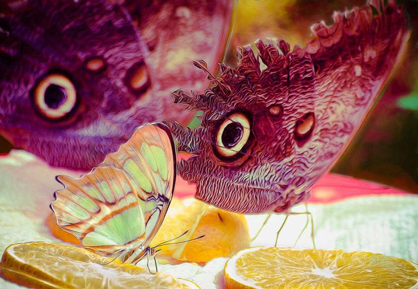 buttrerfly on lemon (1 of 1).jpg