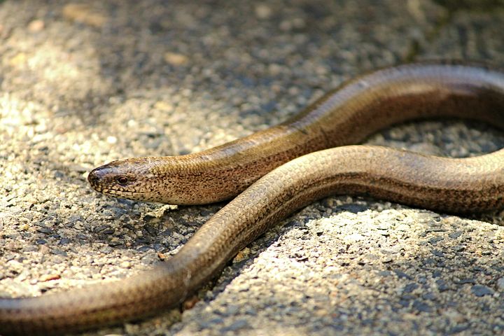 slow-worm-2677417__480.jpg