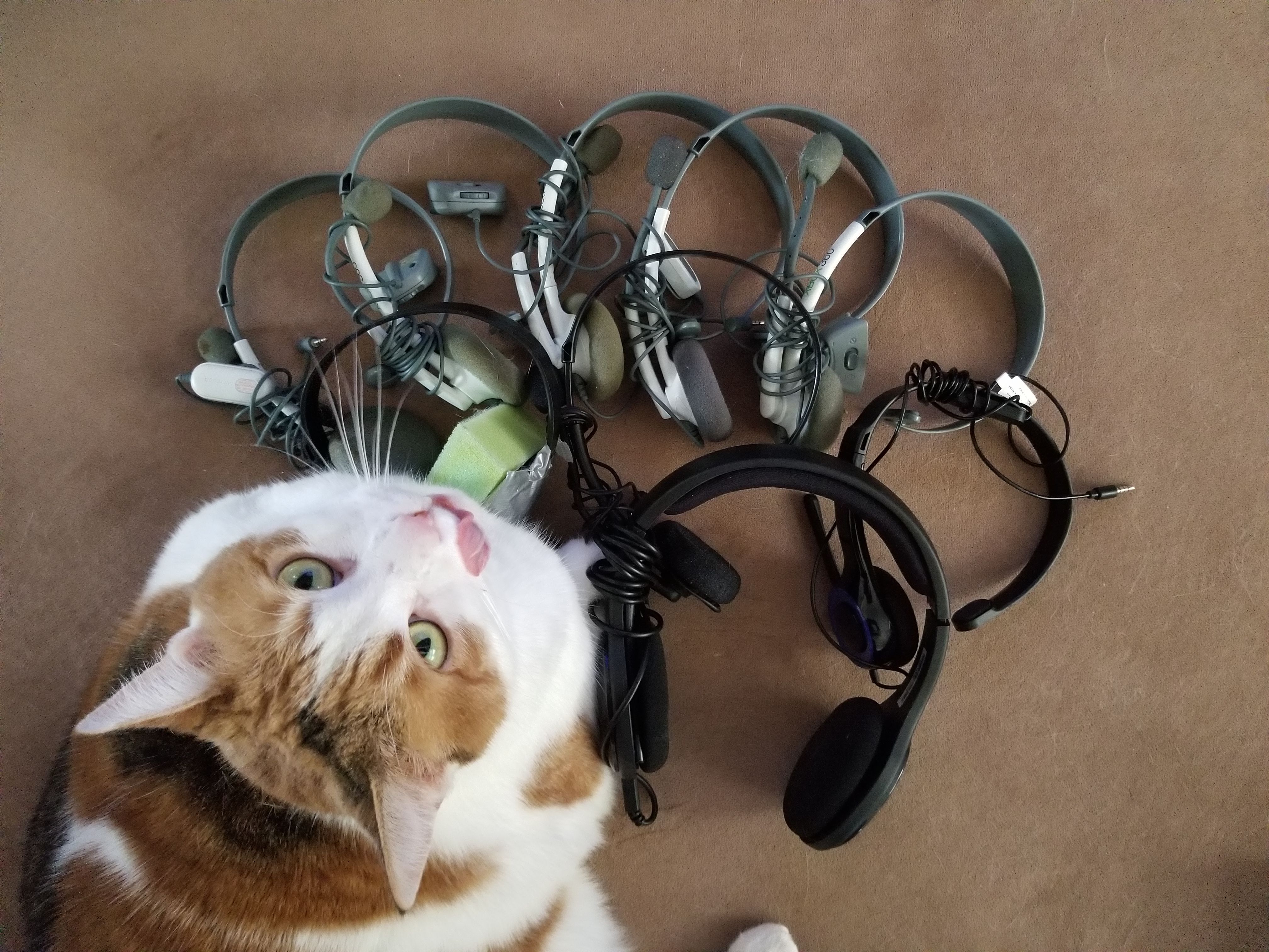 kitty_headsets - Copy.jpg