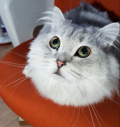 catt.JPG