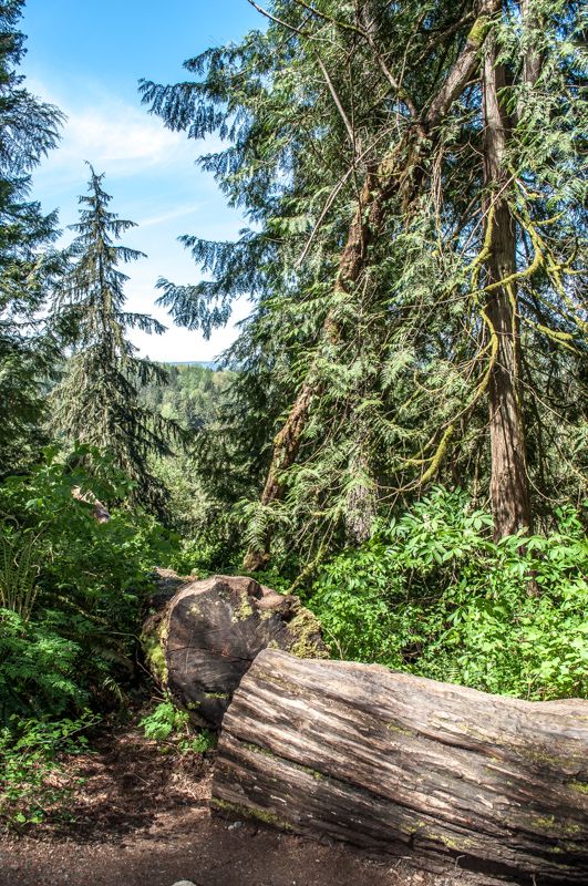 040517_1214_DSC_0119_Trunk in a Forest, Snoqualmie.jpg