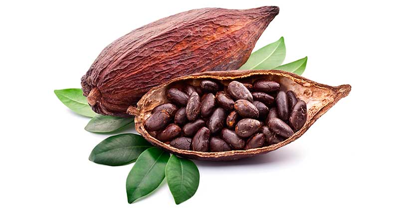 cacao4.jpg