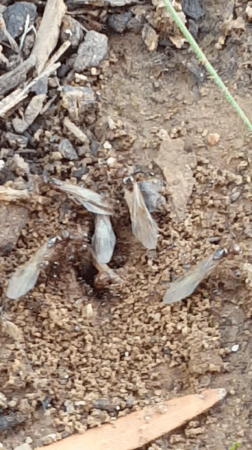 20180324_175104_1.gif