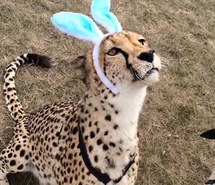 adorable-awesome-bunny-cheetah-Favim.com-2770997.jpg