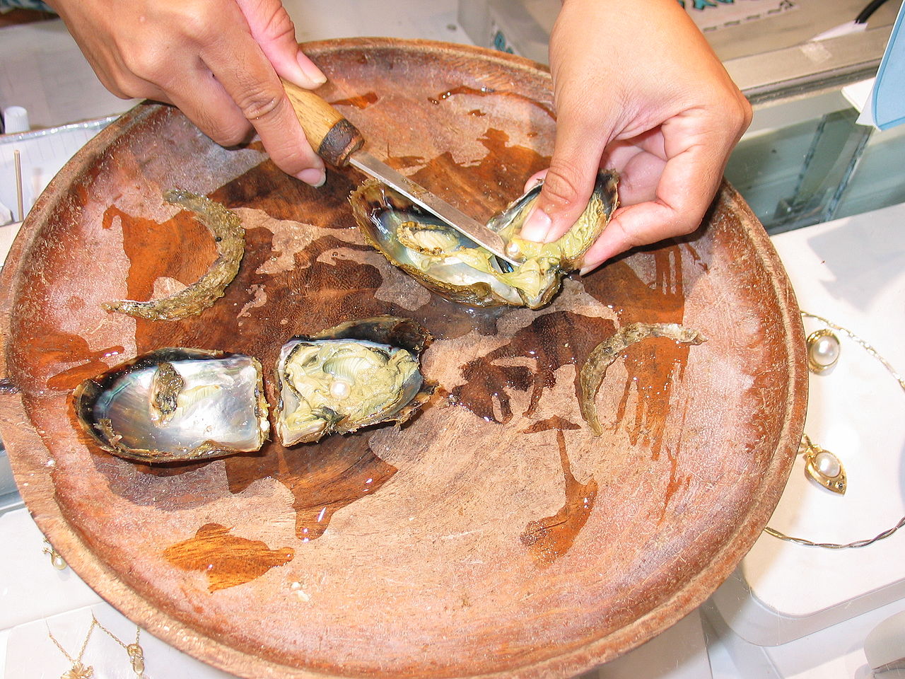 1280px-Pearl_Oysters.jpg