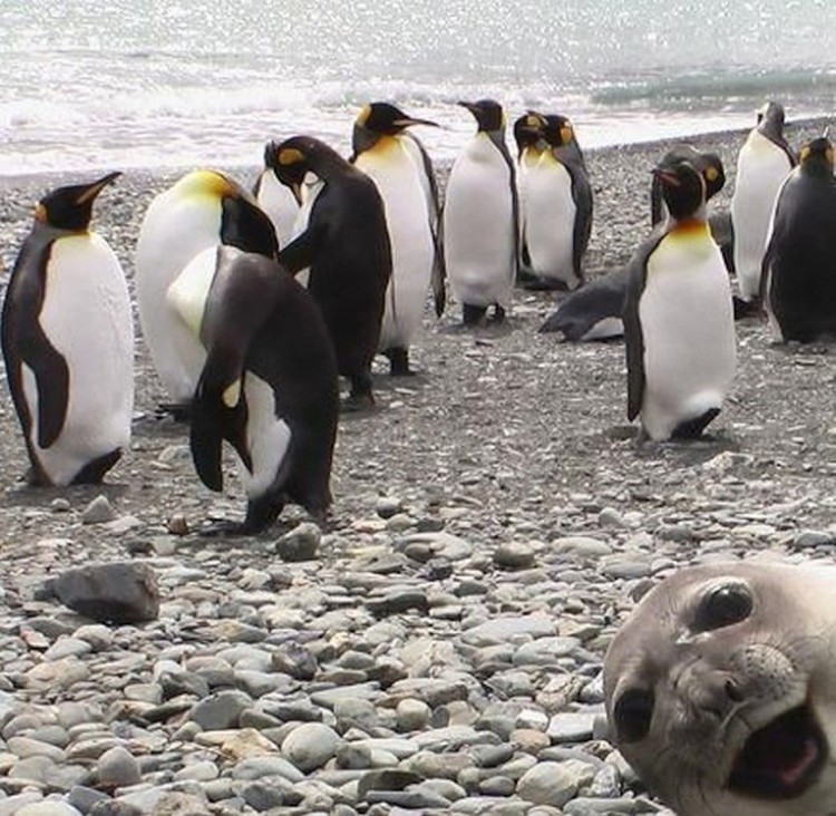 Funny-Animal-Photobombs-03.jpg