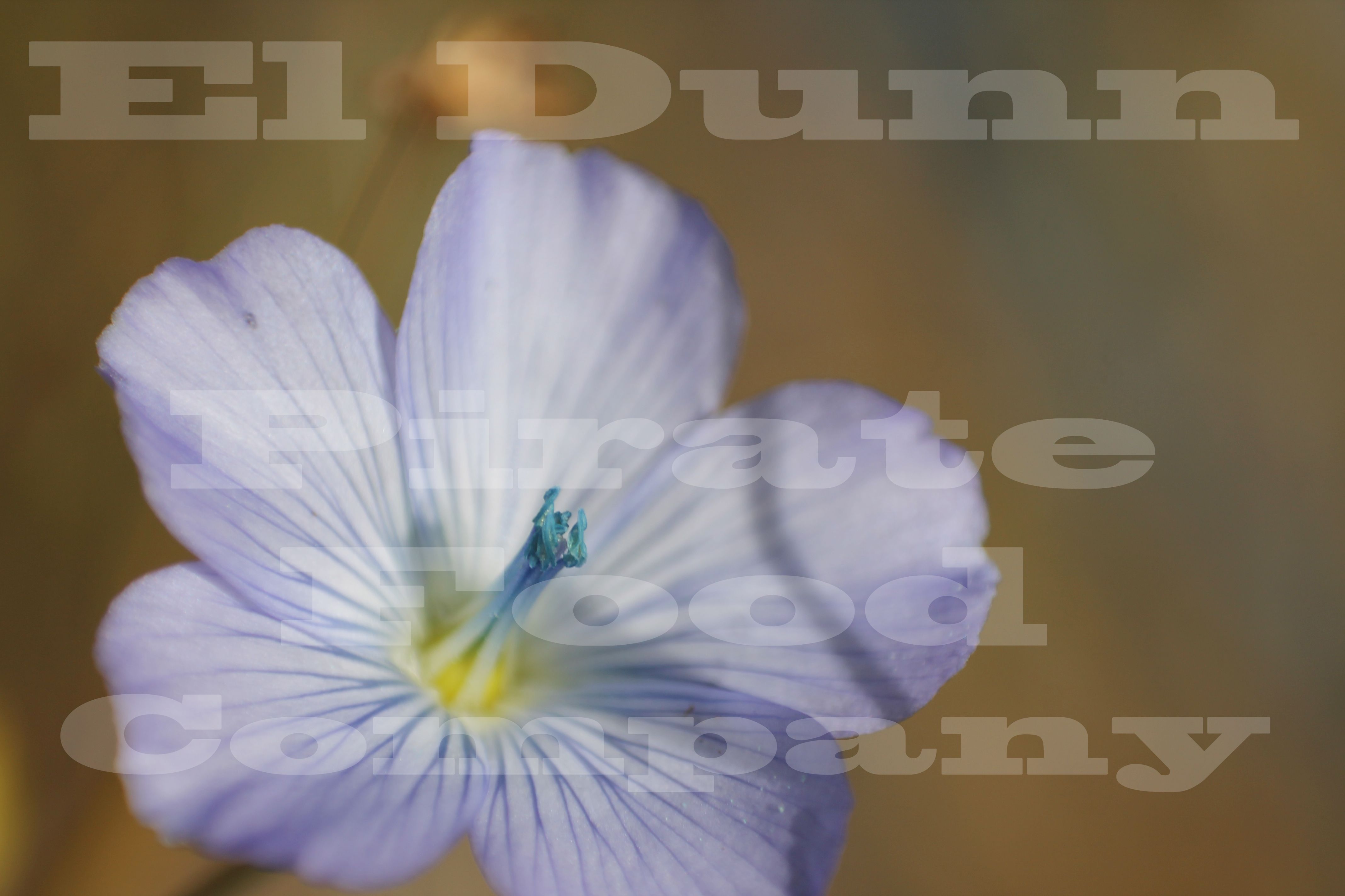 FlaxFlower El Dunn Watermark.jpg