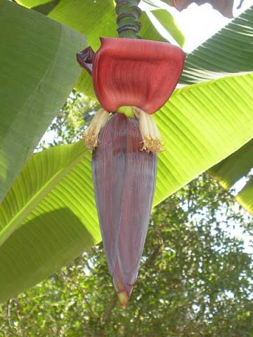 Banana_Flower.jpg