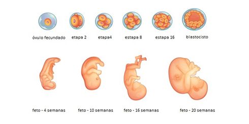 embarazo_etapa_embrionara.jpg