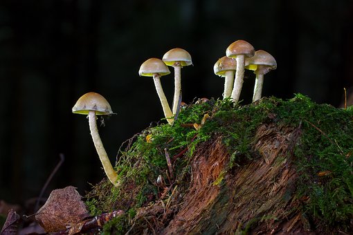 mushroom-2740084__340.jpg