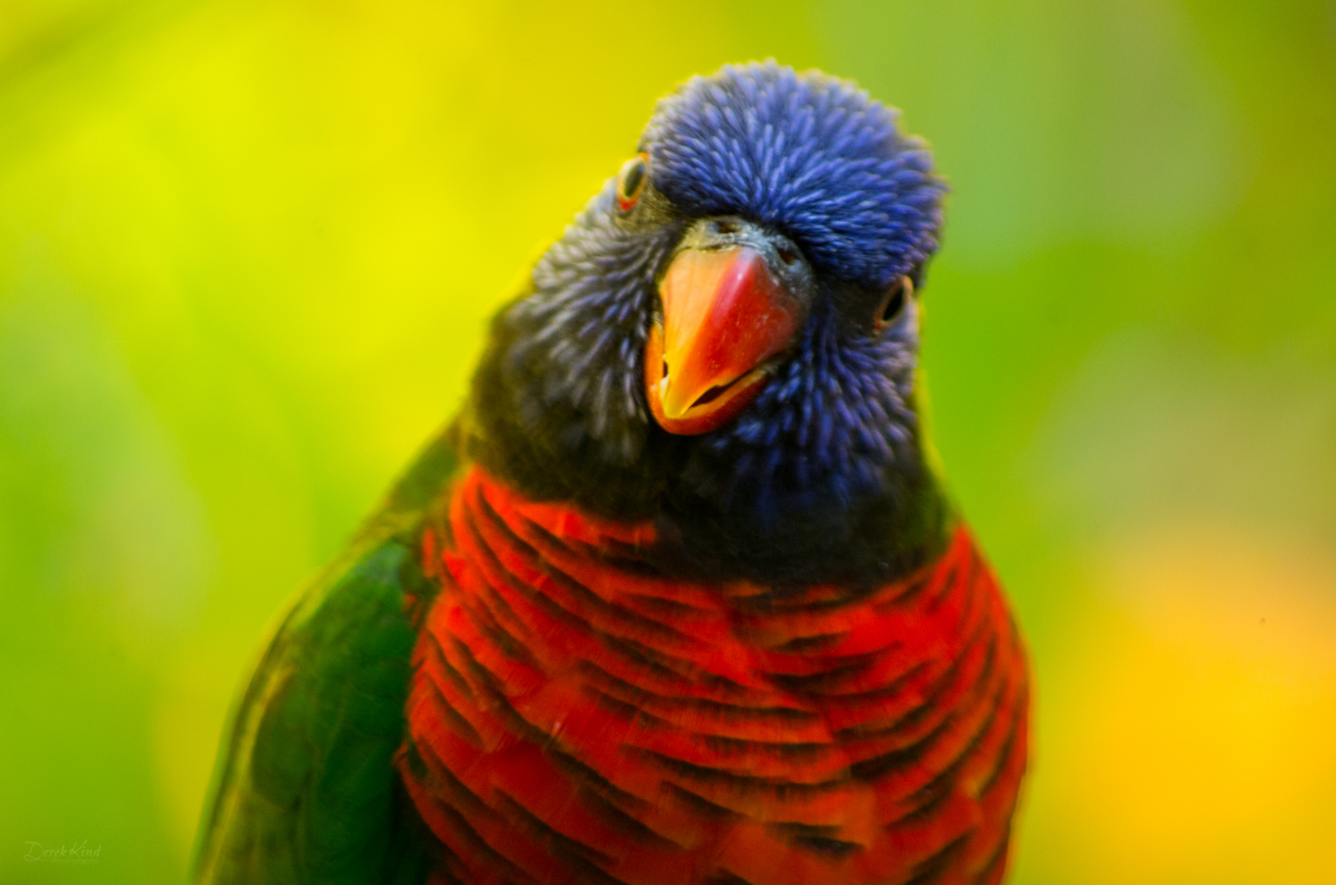 Mr. Rainbow Lorikeet