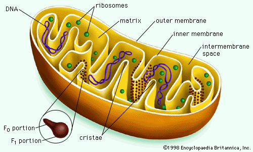 mitochondria.gif