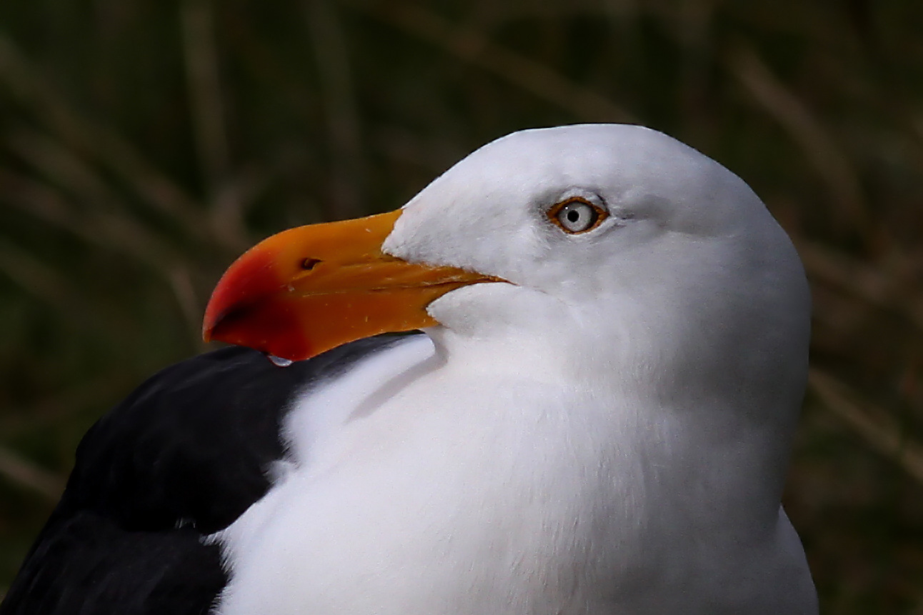 Pacific Gull Tas 1.jpg