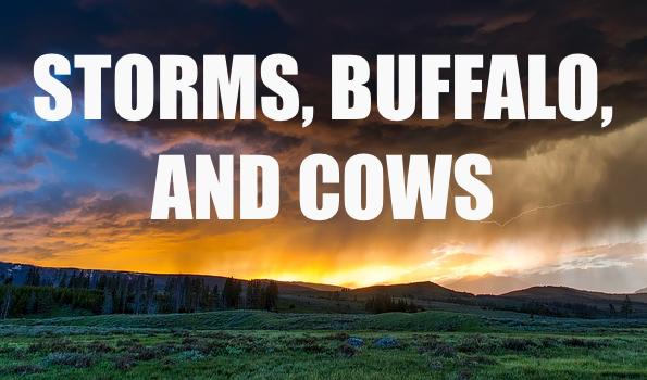 Storms, Buffalo, and Cows.jpg