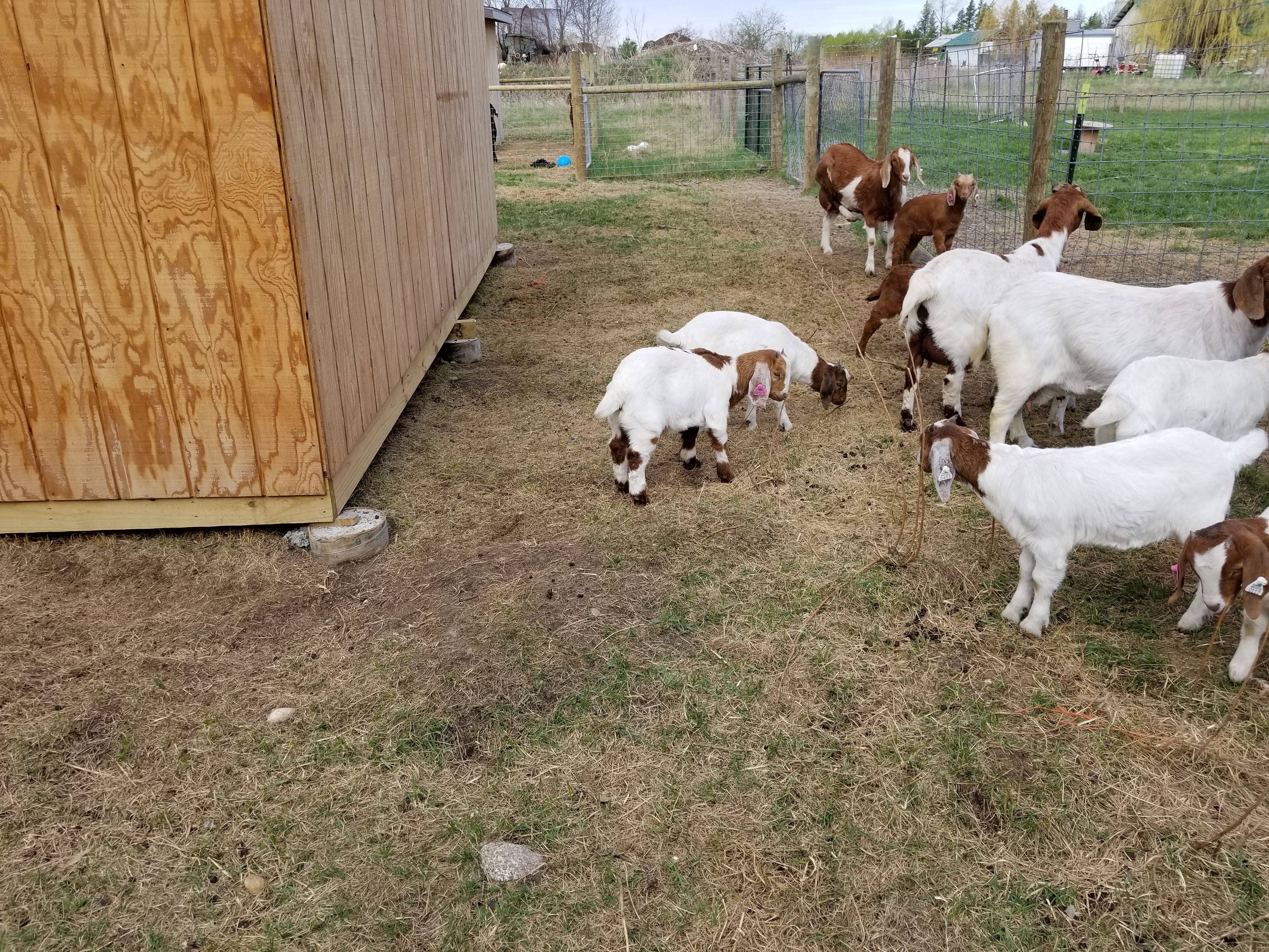 2018May15Goats5.jpg