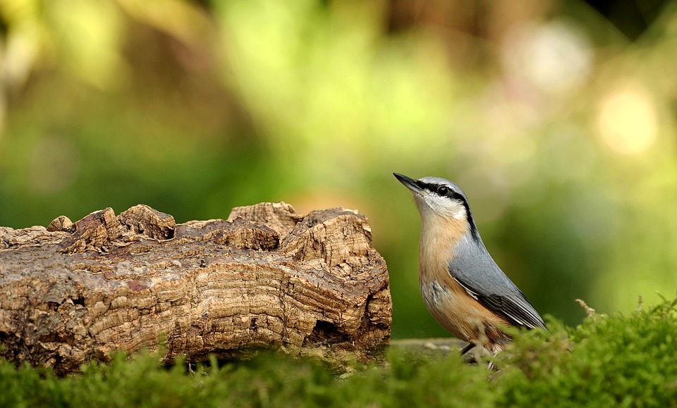 animal-world-3213941_960_720.jpg