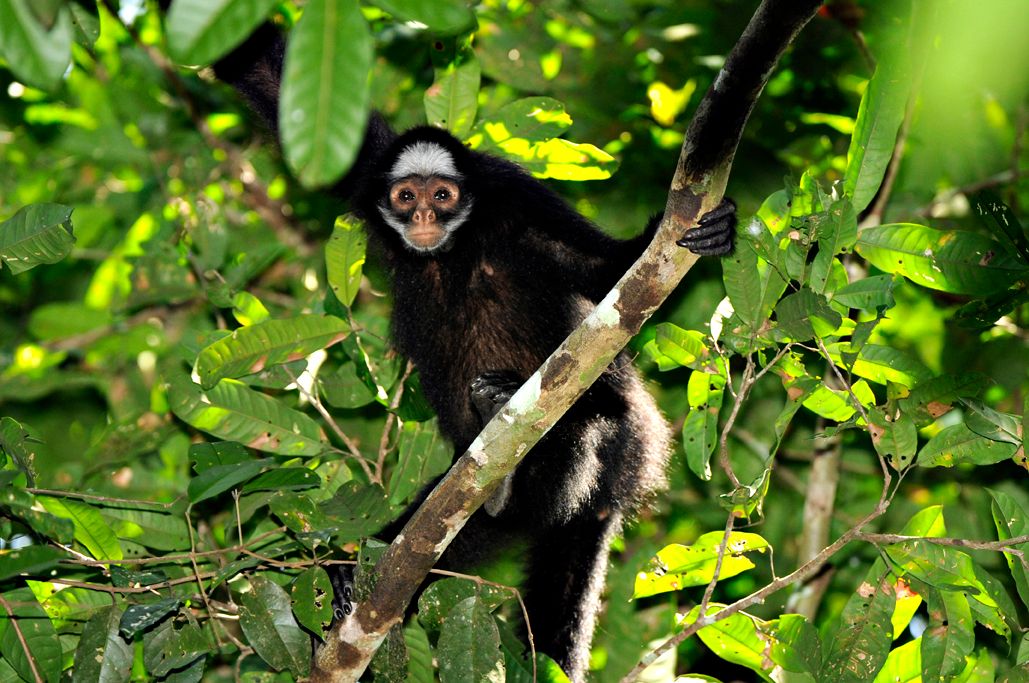 ag_serra_pardo2010_macaco_aranha_ateles_marginatus_470.jpg